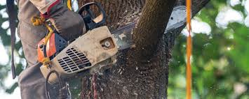 Best Utility Line Clearance  in Scotts Valley, CA
