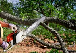 Reliable Scotts Valley, CA Tree Care Solutions