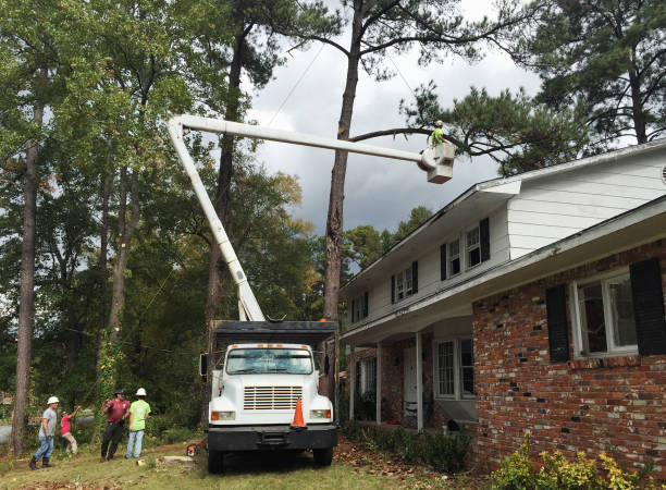 Best Arborist Consultation Services  in Scotts Valley, CA