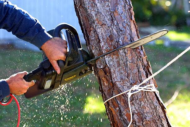 Best Grass Overseeding  in Scotts Valley, CA