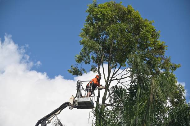 How Our Tree Care Process Works  in  Scotts Valley, CA