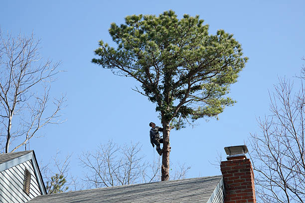 Best Tree and Shrub Care  in Scotts Valley, CA