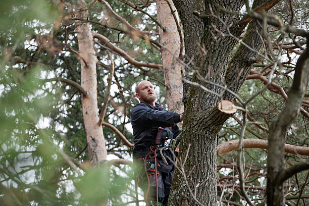 Best Tree Risk Assessment  in Scotts Valley, CA