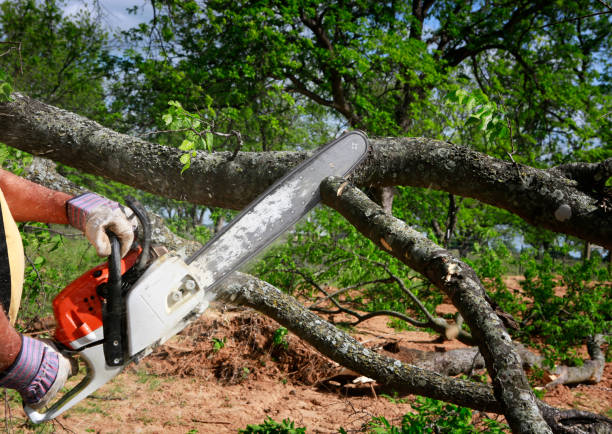 Best Tree and Shrub Care  in Scotts Valley, CA