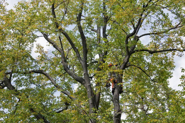 Best Emergency Tree Removal  in Scotts Valley, CA