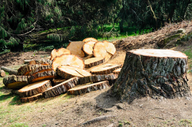 Best Palm Tree Trimming  in Scotts Valley, CA
